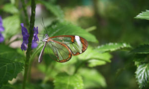 Trauma Healing Butterfly